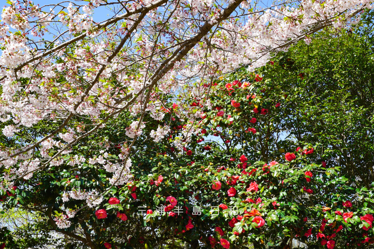 源氏山公園・葛原岡神社前のツバキと桜を見上げる（撮影日：2026.04.03）