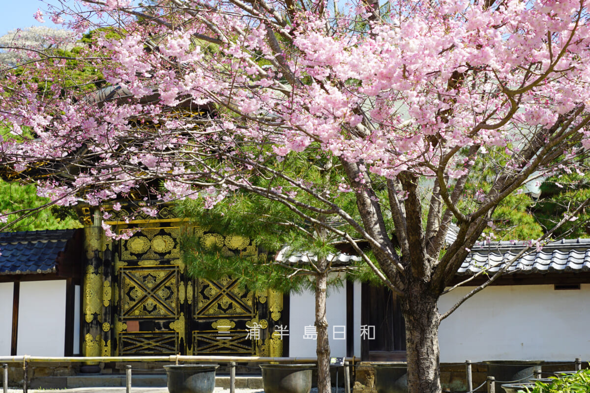 建長寺・唐門前のタイリョウザクラ(撮影日:2026.04.03)