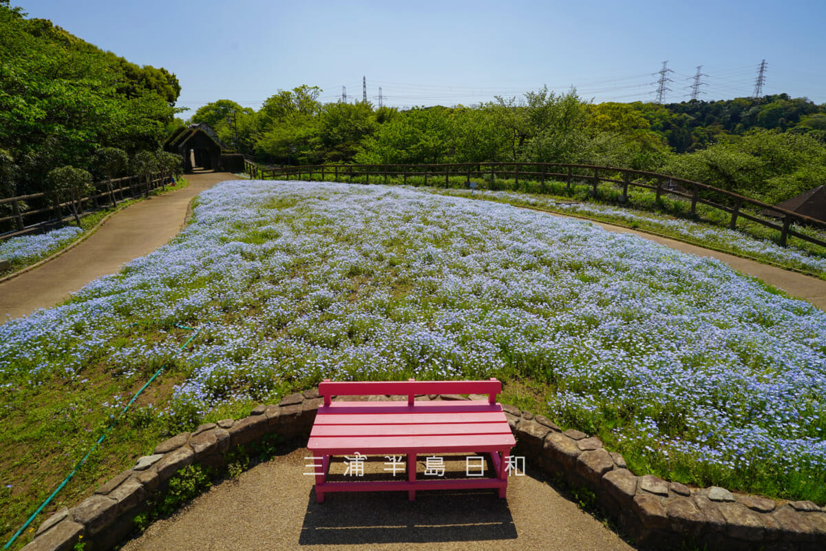 くりはま花の国-ハーブ園・天空の花畑のピンク色のベンチとネモフィラ（撮影日：2026.04.16）