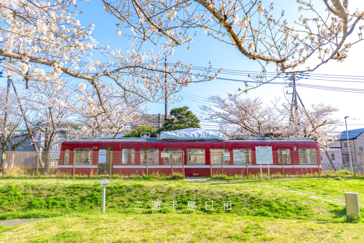 第一運動公園・京急デハ601車両と桜（撮影日：2026.04.03）
