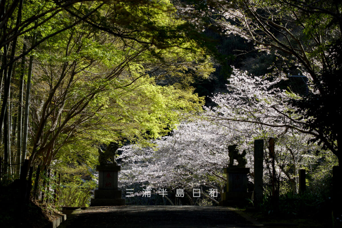 建長寺-半僧坊・参道入口より桜並木を望む(撮影日:2026.04.03)
