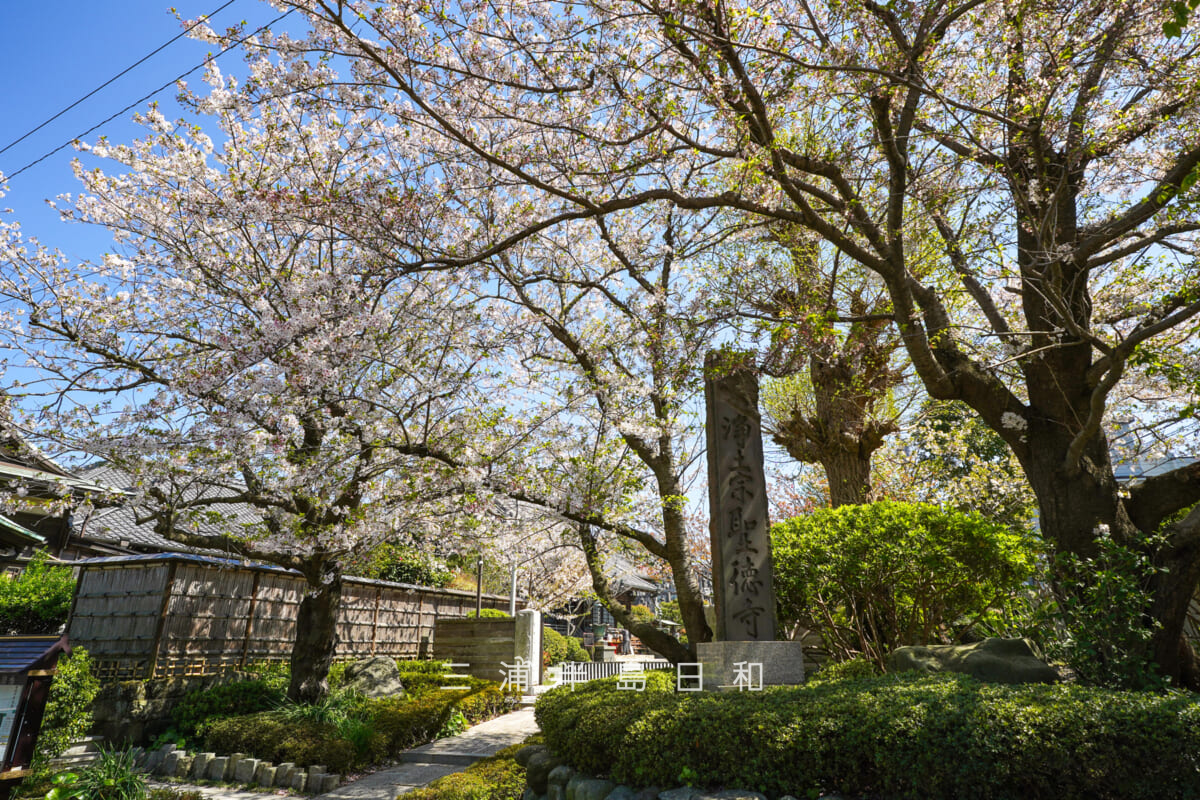 聖徳寺・門前の桜（撮影日：2026.04.08）