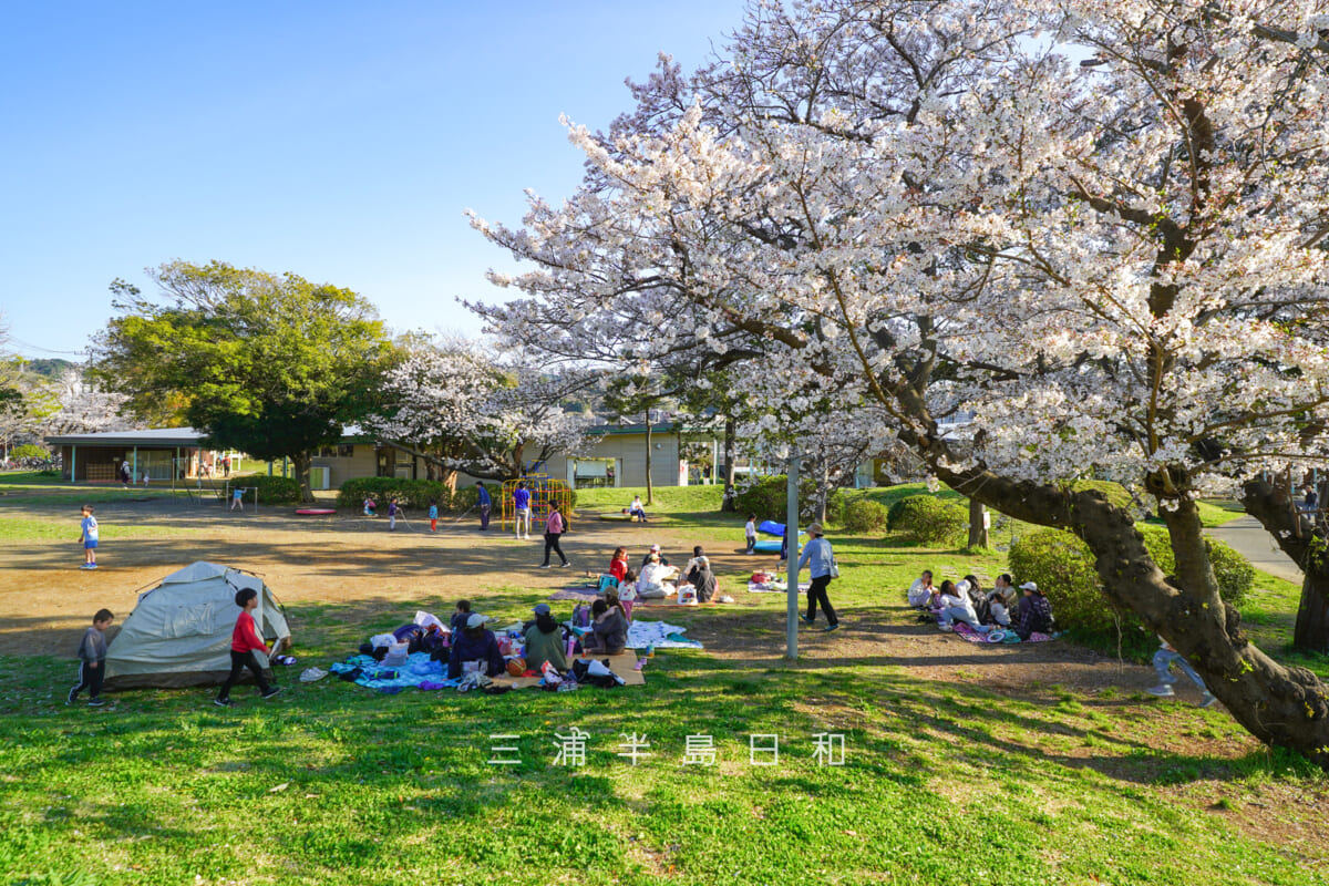 第一運動公園・こどもひろばの桜（撮影日：2026.04.03）