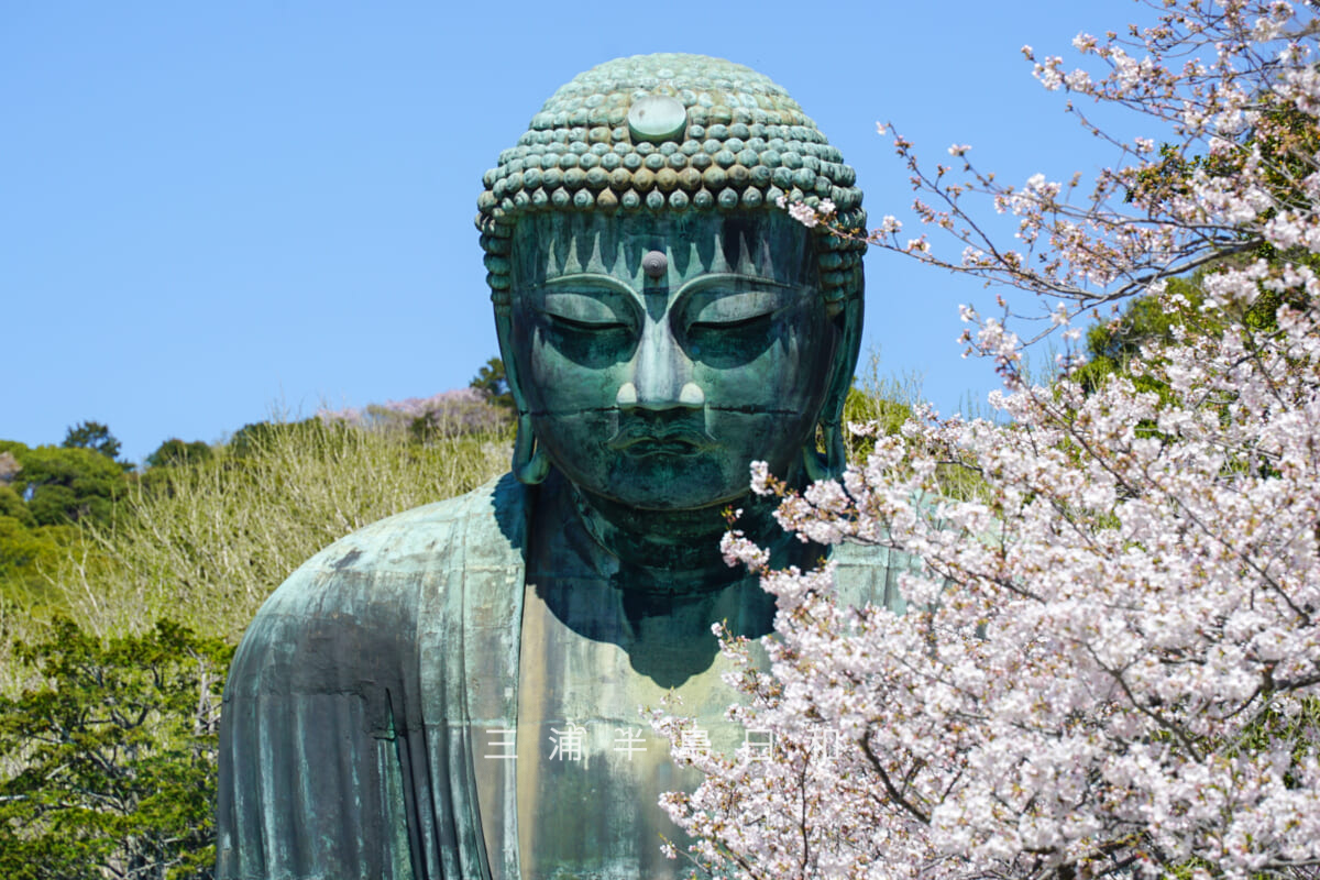 鎌倉大仏殿高徳院・大仏様と桜[アップ]（撮影日：2026.04.03）