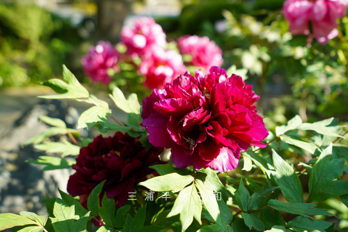 浄妙寺・本堂前の牡丹（撮影日：2026.04.16）
