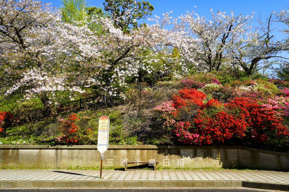 花の木公園・役場通りの桜とツツジの競演（撮影日：2026.04.08）