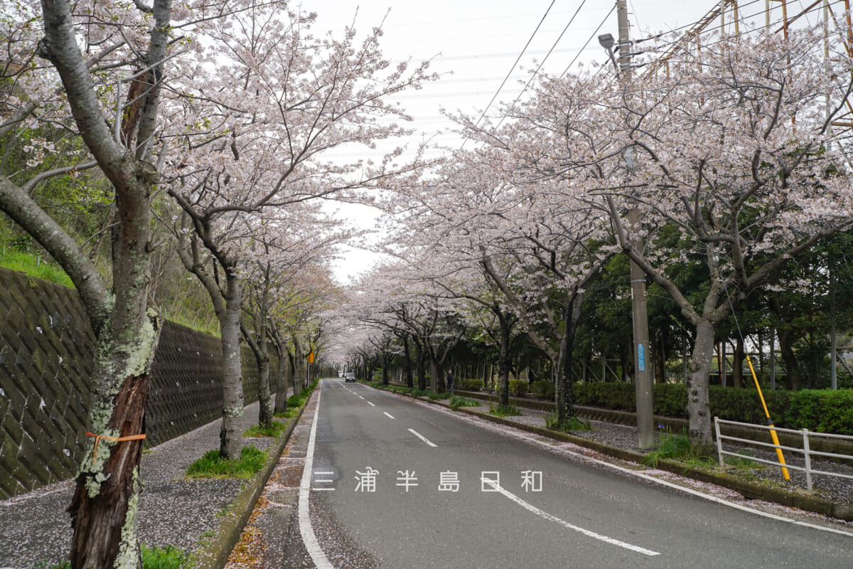 岩戸中学校前桜並木・住宅地方面を望む（撮影日：2026.04.02）
