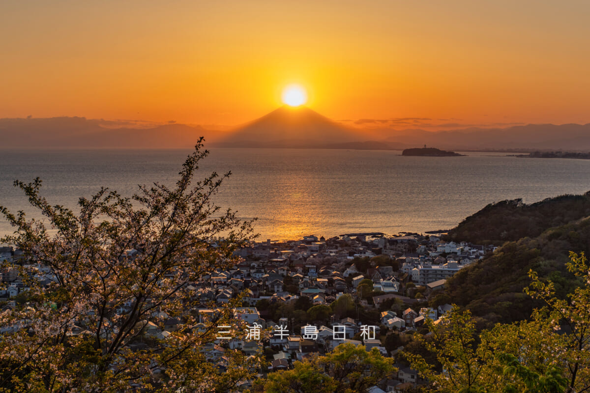 仙元山・山頂の桜の木と春のダイヤモンド富士(撮影日:2026.04.08)