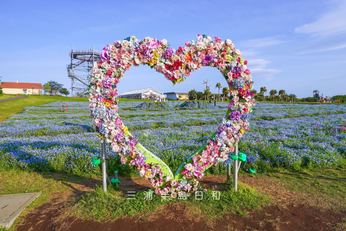 長井海の手公園 ソレイユの丘・ネモフィラとハート型のフォトスポット（撮影日：2026.04.28）