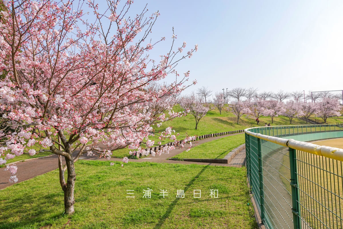 潮風スポーツ公園(三浦スポーツ公園)・野球場外野席レフト側の桜(撮影日:2026.03.29)