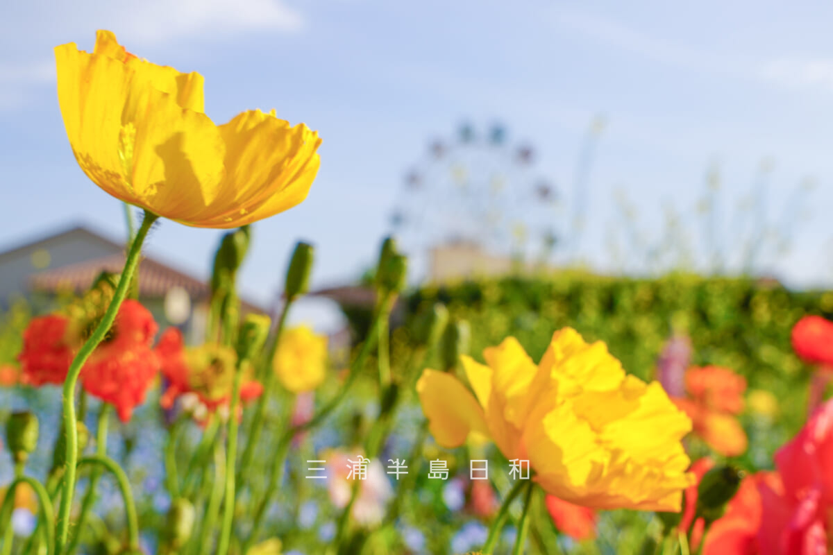 長井海の手公園 ソレイユの丘・ポピー[アップ]（撮影日：2026.04.28）