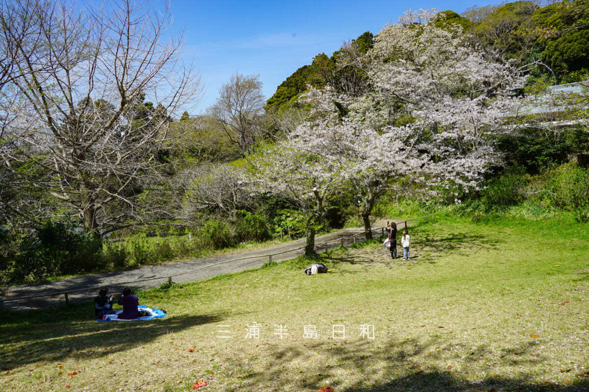 源氏山公園・葛原岡神社下の芝生広場と桜（撮影日：2026.04.03）
