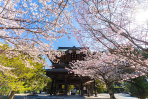 建長寺・桜と三門（撮影日：2026.04.03）
