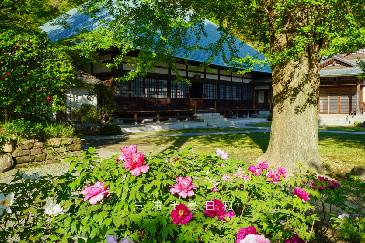 浄妙寺・牡丹と晩春の本堂（撮影日：2026.04.16）