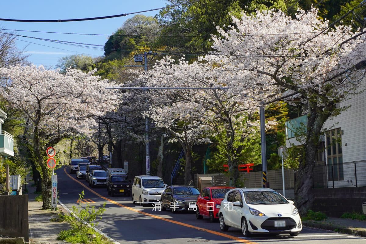 逗子桜山の桜並木・逗子葉山高校入口交差点(撮影日:2026.04.03)