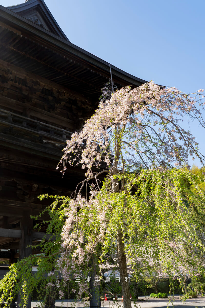 建長寺・三門横の三春滝桜(枝垂れ桜)(撮影日:2026.04.03)