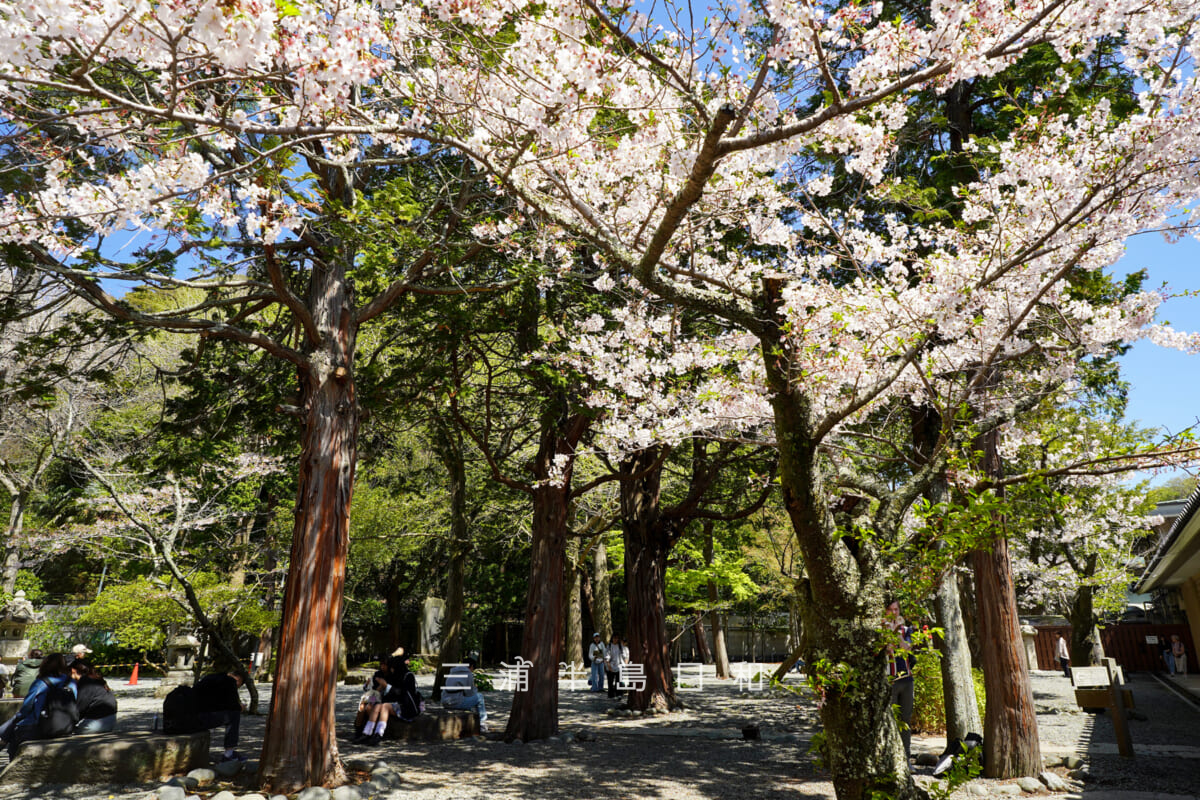 鎌倉大仏殿高徳院・境内後方の桜(撮影日:2026.04.03)