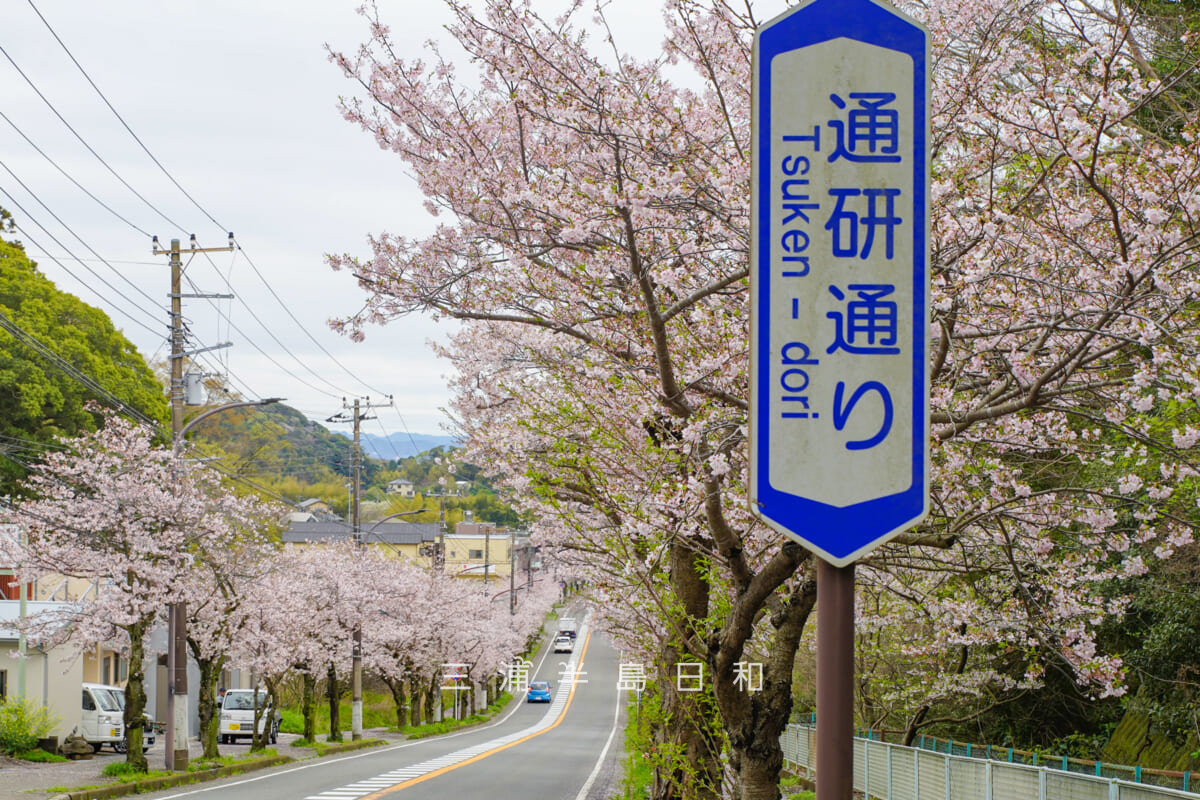 通研通り桜並木・「通研通り」の標識と桜（撮影日：2026.04.02）