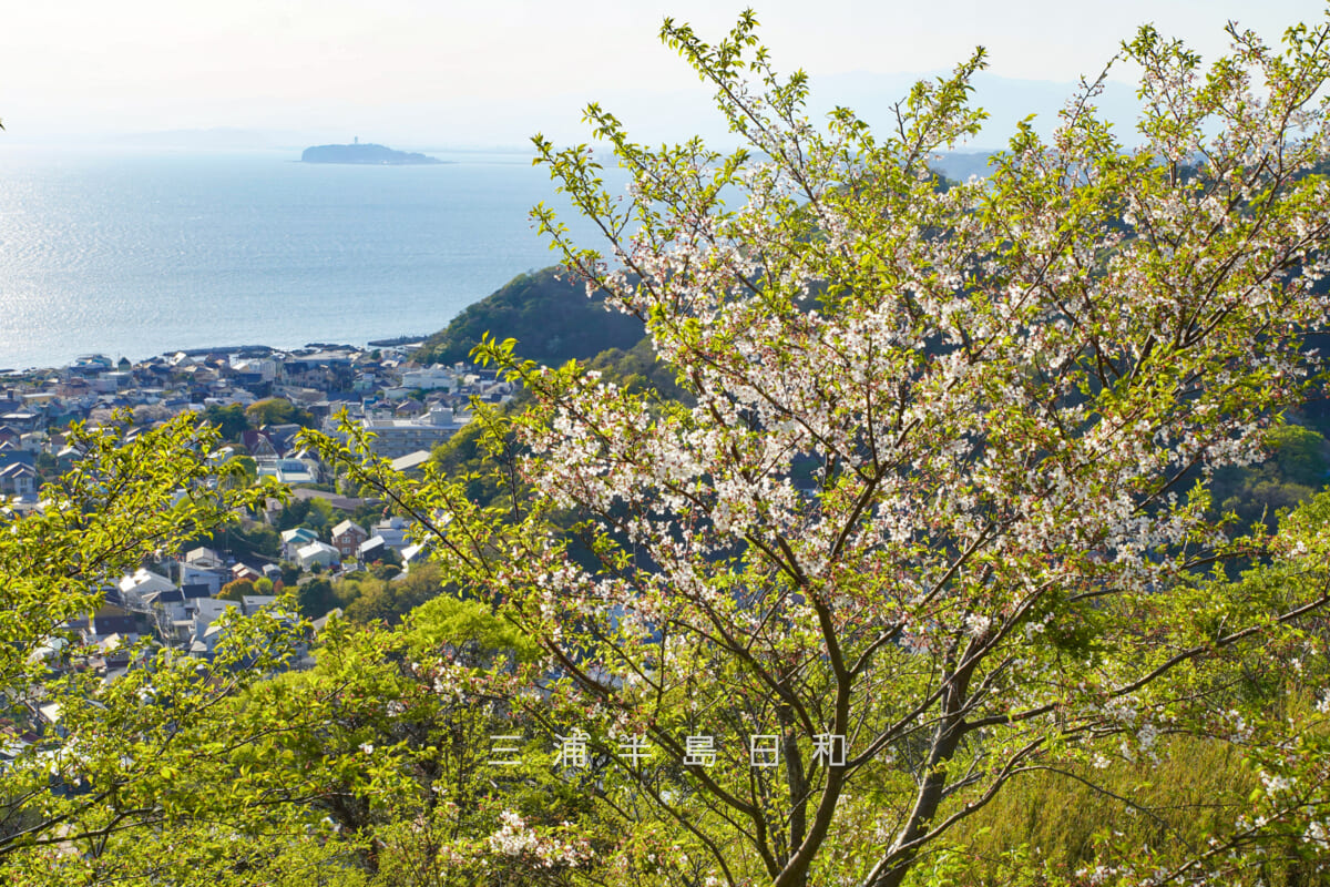 仙元山・山頂付近の「仙元山桜プロジェクト」の桜(撮影日:2026.04.08)