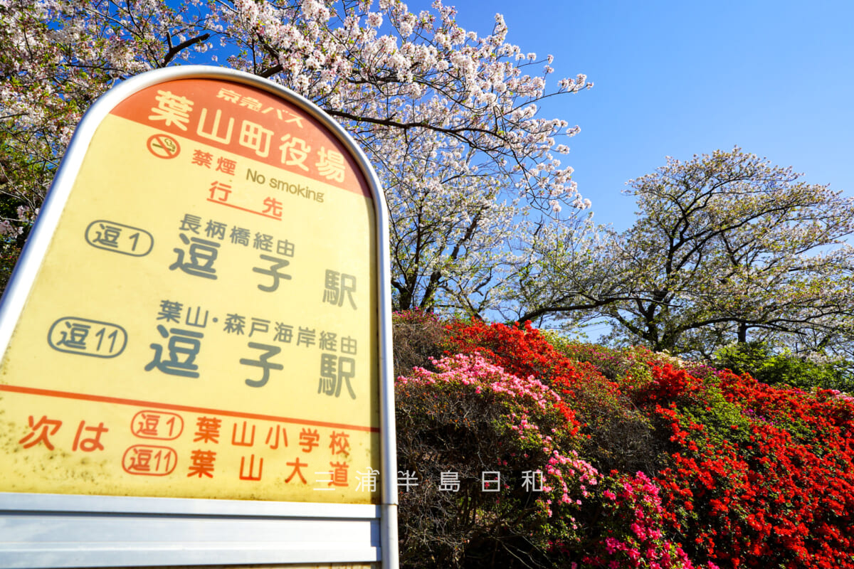 花の木公園・「葉山町役場」バス停と桜＆ツツジの競演（撮影日：2026.04.08）