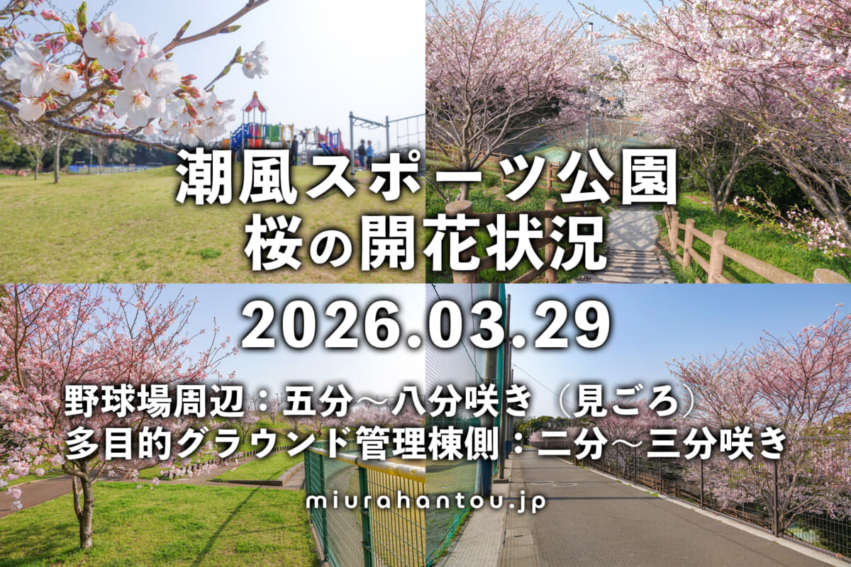 潮風スポーツ公園の桜・開花状況（撮影日：2026.03.29）