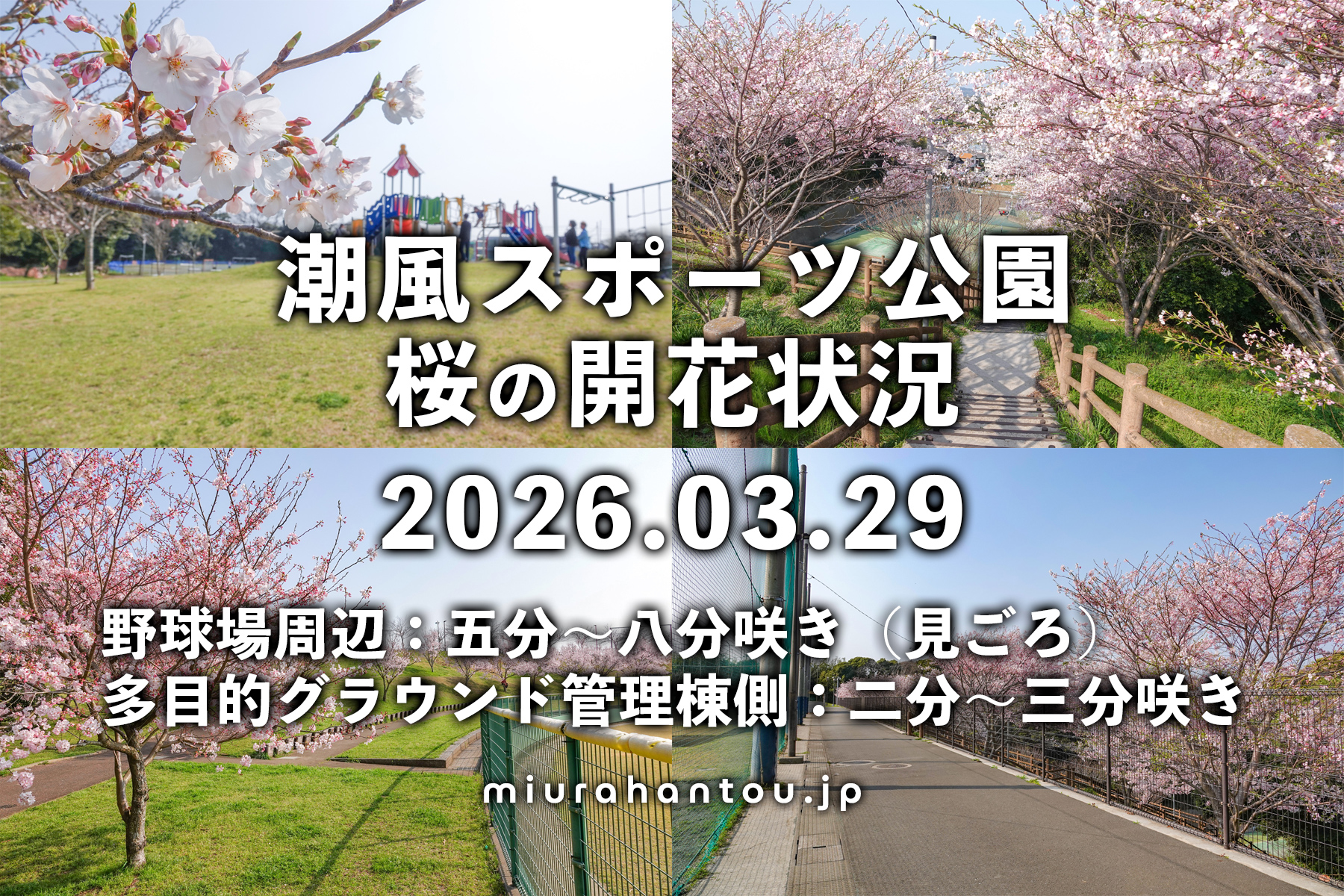 潮風スポーツ公園の桜・開花状況（撮影日：2026.03.29）