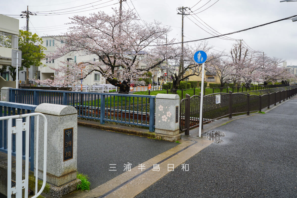 宮川桜並木（小泉）を中州橋付近より望む（撮影日：2026.04.02）