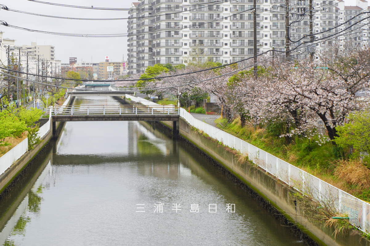 宮川沿い（泥亀）の桜を大川人道橋より望む（撮影日：2026.04.02）