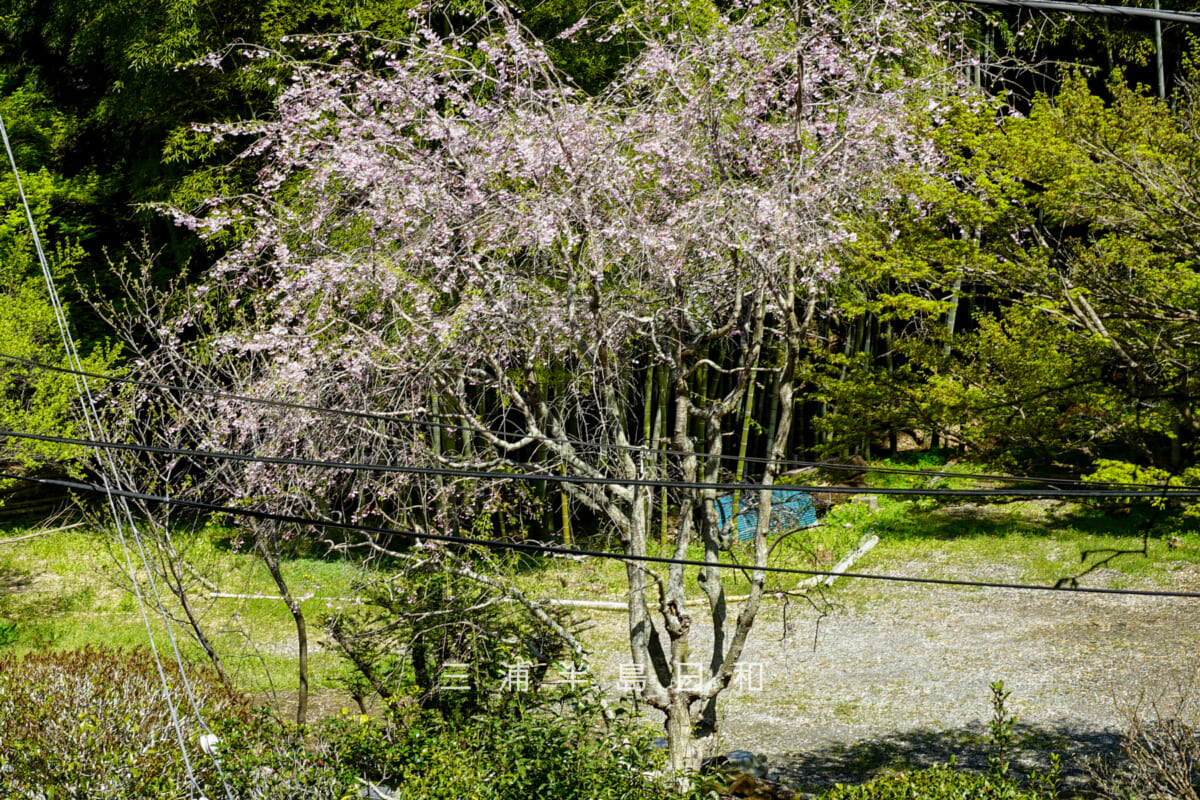建長寺-回春院・墓地の横の枝垂れ桜(撮影日:2026.04.03)