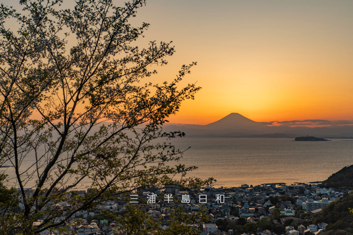 仙元山・山頂より夕暮れの富士山を望む(撮影日:2026.04.08)