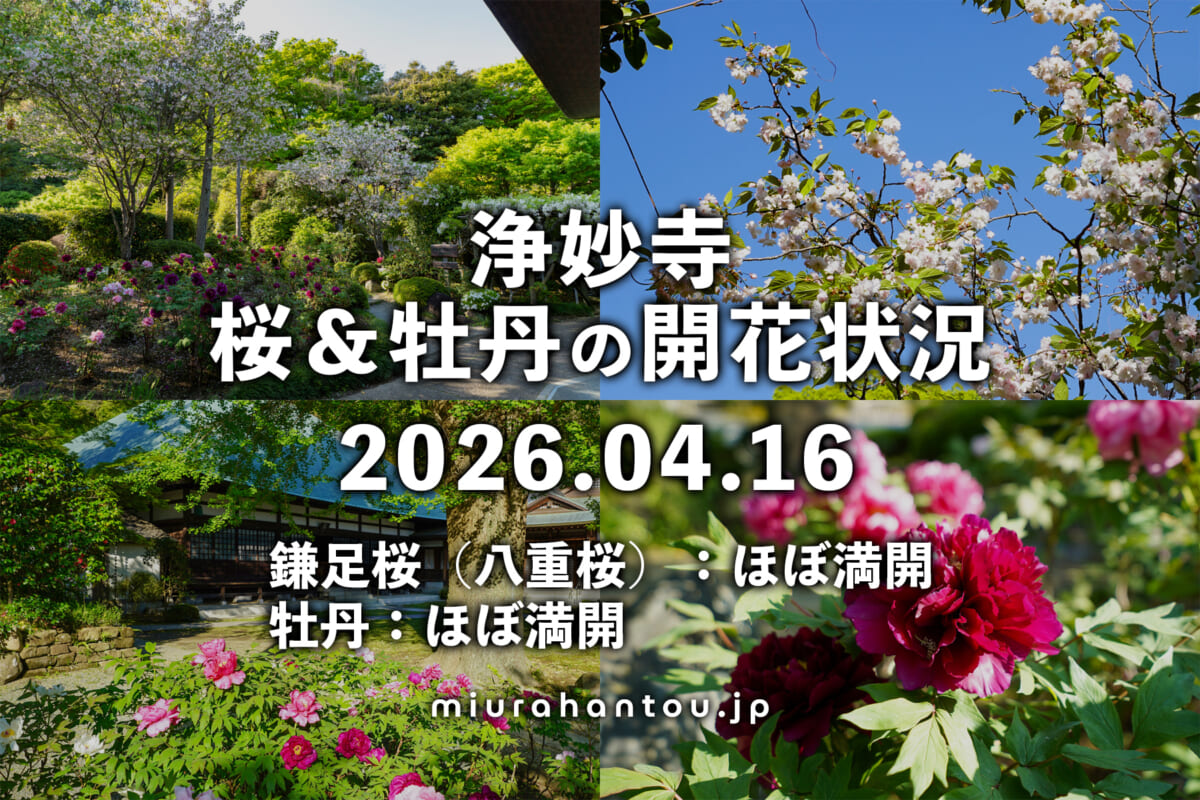 浄妙寺の桜＆牡丹・開花状況（撮影日：2026.04.16）