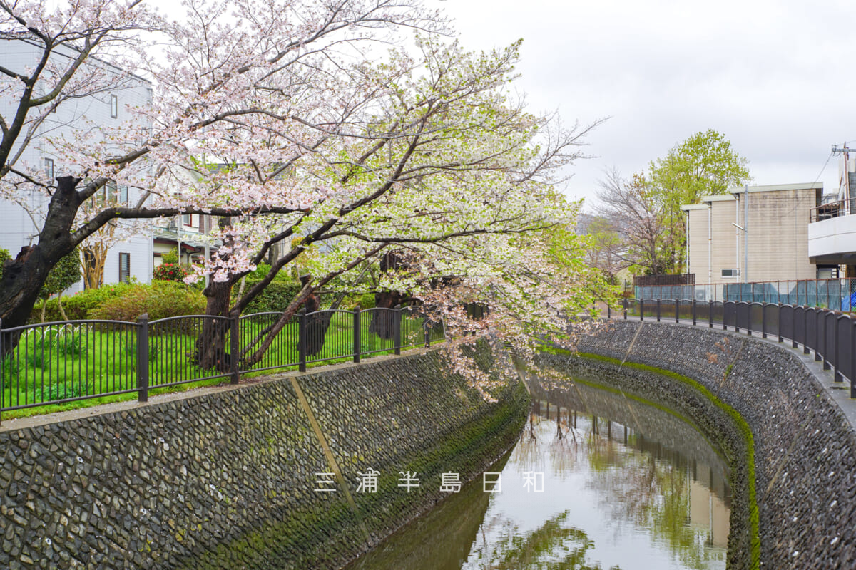 宮川桜並木（小泉）（撮影日：2026.04.02）