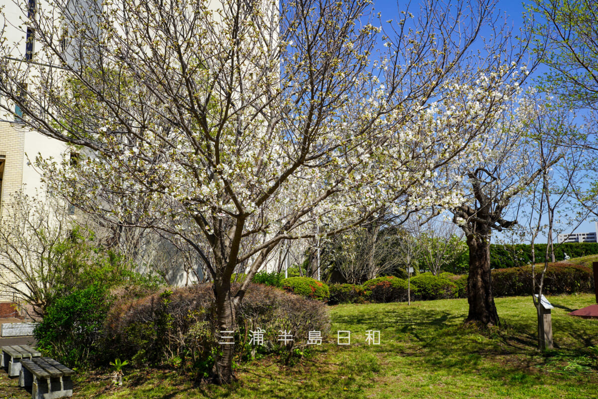 平和中央公園-博物館前広場・オオシマザクラ（撮影日：2026.04.08）