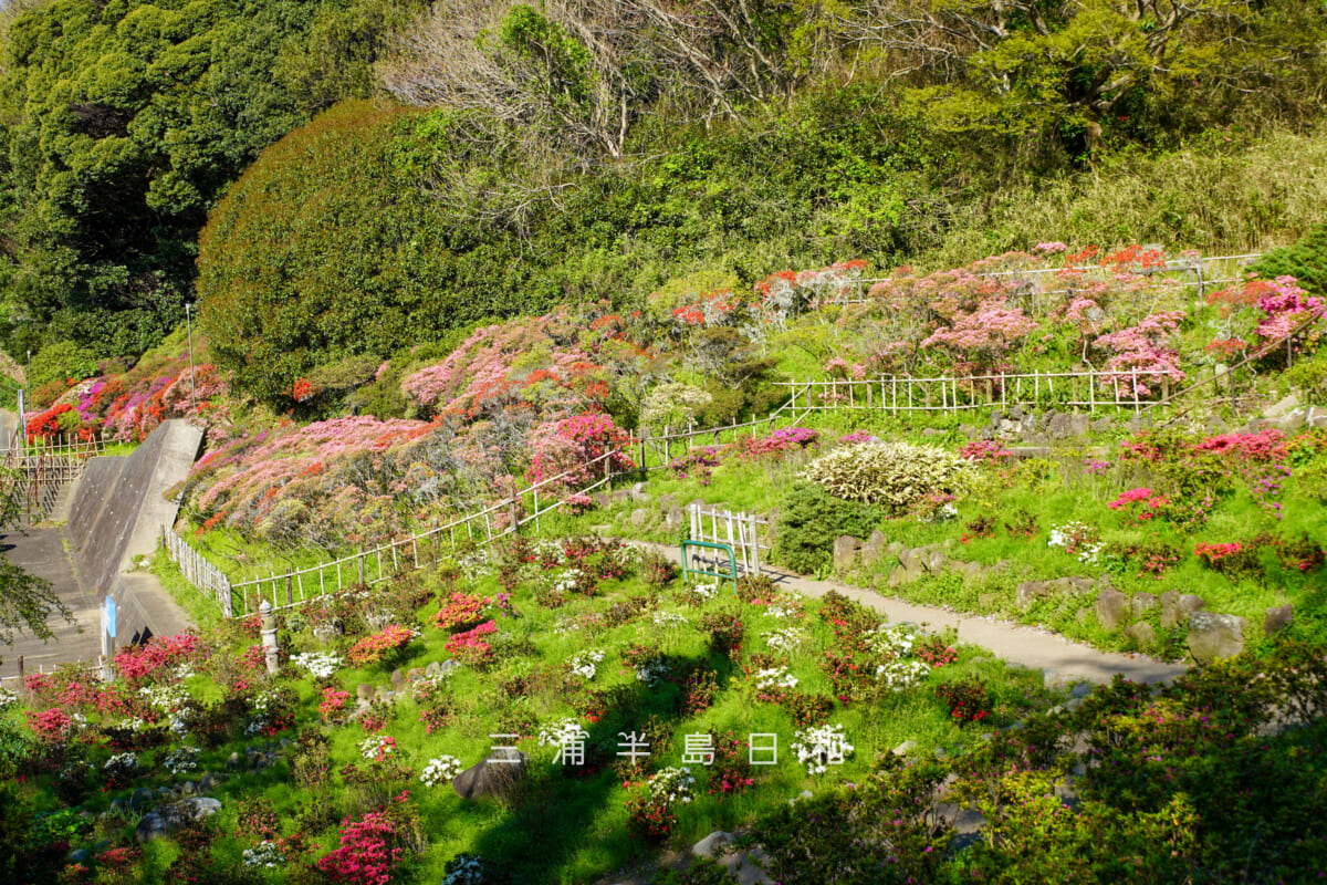 花の木公園・色づきはじめのツツジ庭園（撮影日：2026.04.08）