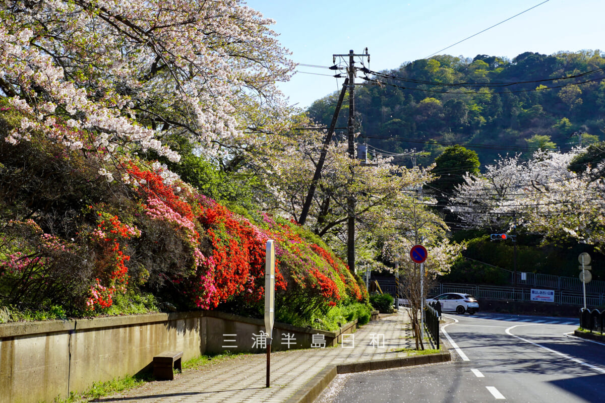 花の木公園・役場通りの散りはじめた桜と咲きはじめたツツジを町役場側から望む（撮影日：2026.04.08）