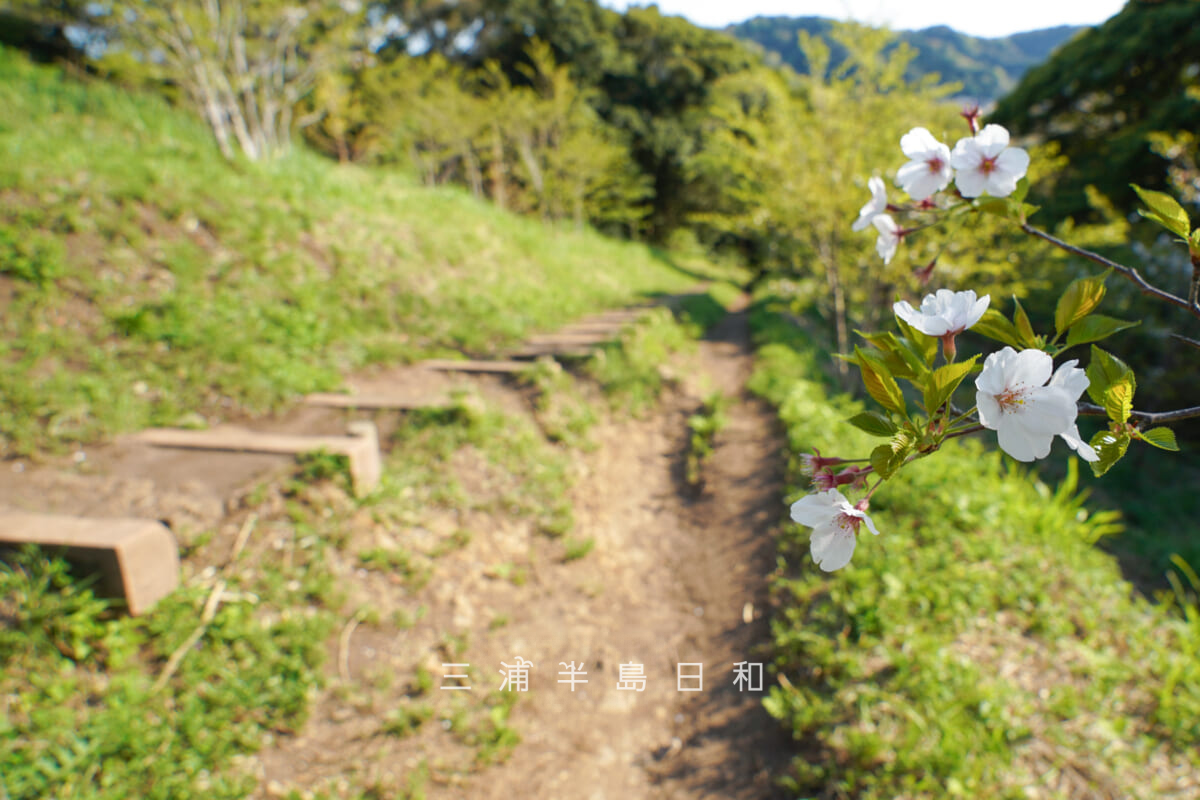 仙元山・山頂付近の「仙元山桜プロジェクト」の桜[アップ]（撮影日：2026.04.08）
