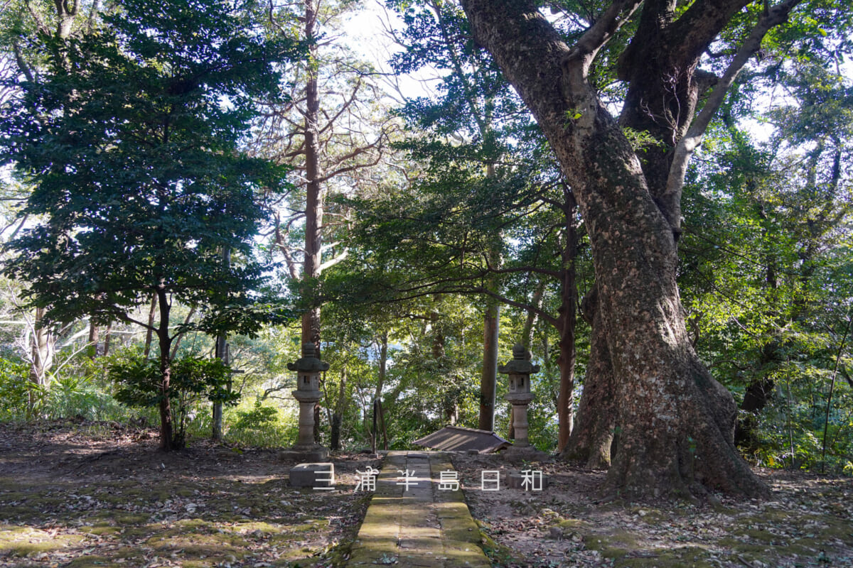 熊野神社（浄明寺）・社殿前より社叢林を望む（撮影日：2026.02.03）