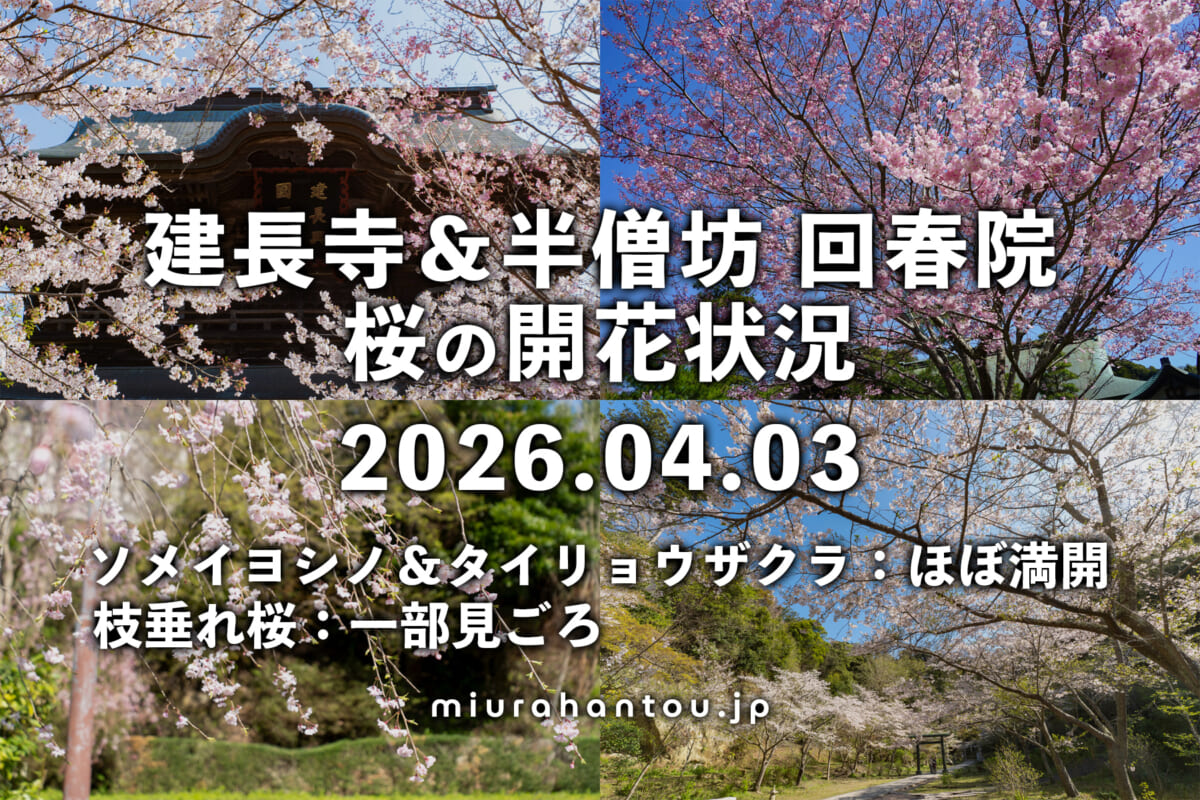 建長寺の桜・開花状況（撮影日：2026.04.03）