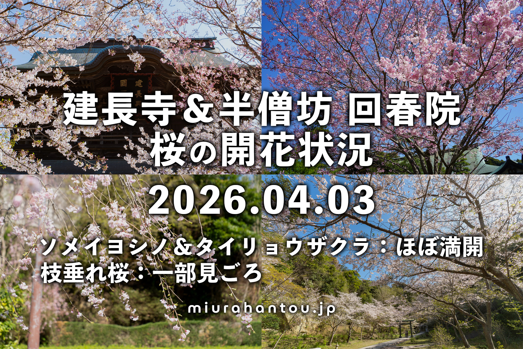 建長寺の桜・開花状況（撮影日：2026.04.03）