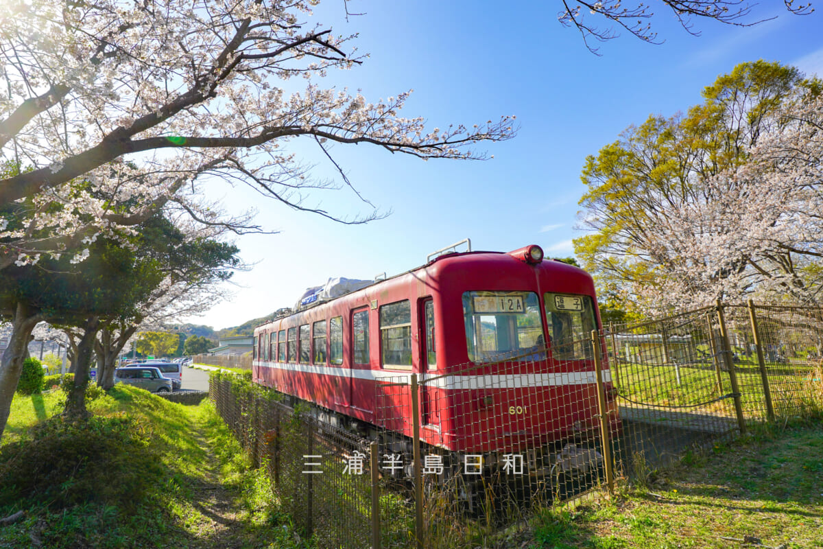 第一運動公園・桜と京急デハ601車両（撮影日：2026.04.03）
