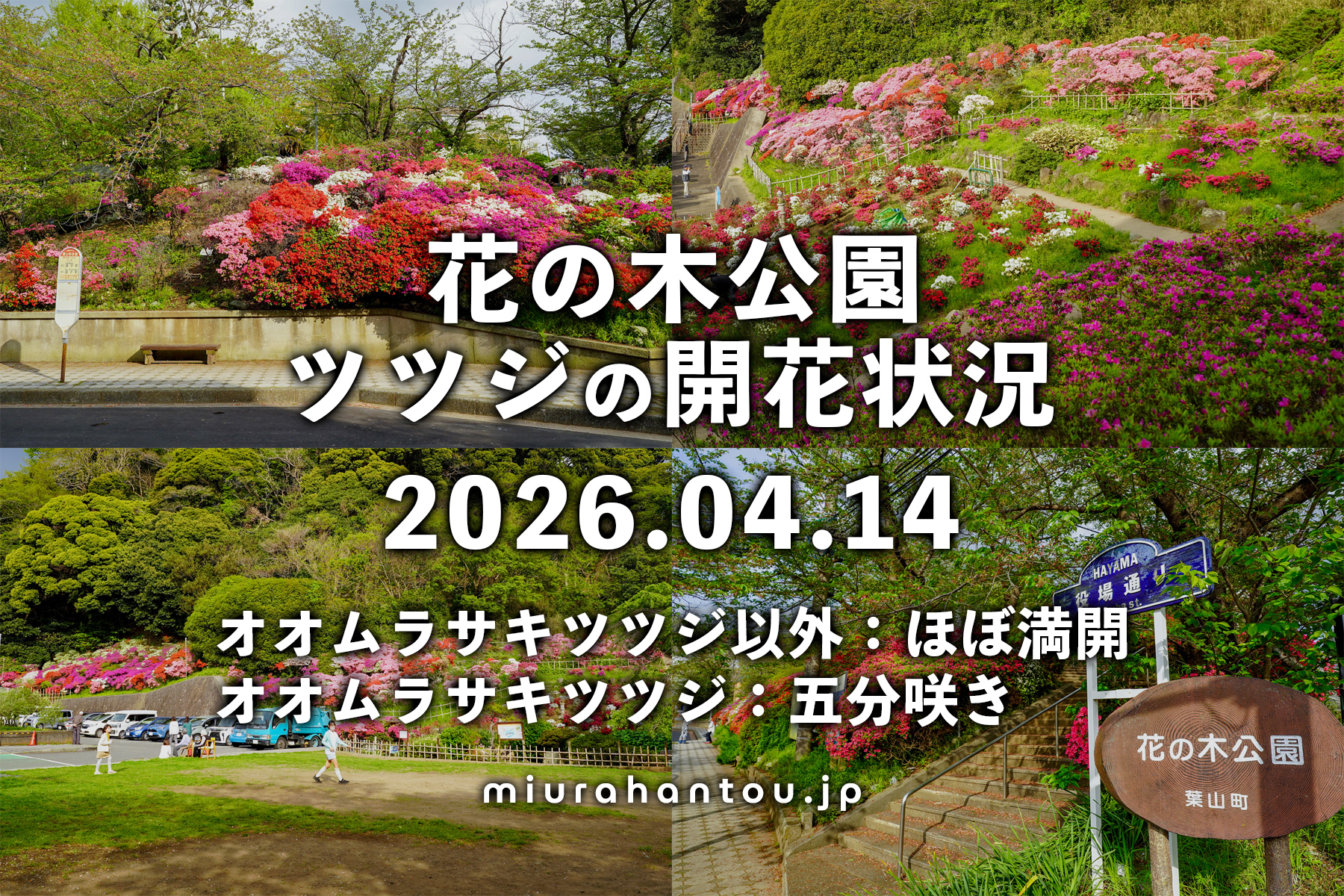 葉山花の木公園のツツジ・開花状況（撮影日：2026.04.14）