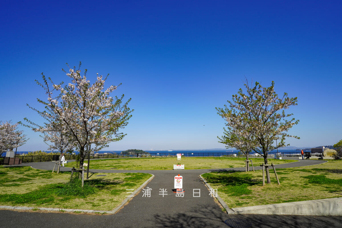 平和中央公園・芝生広場（つどいの広場）の桜越しに東京湾方面を望む（撮影日：2021.04.12）