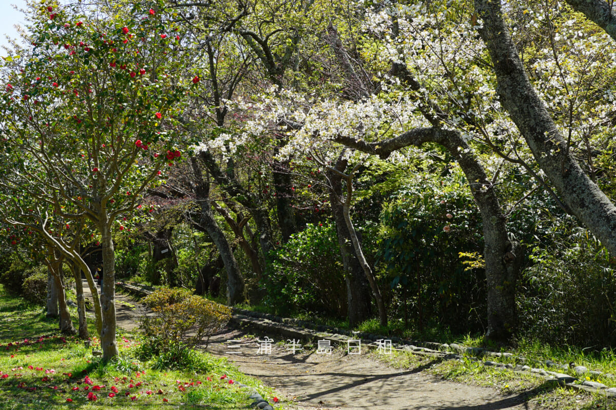 源氏山公園・源頼朝像前のツバキとオオシマザクラ（撮影日：2026.04.03）