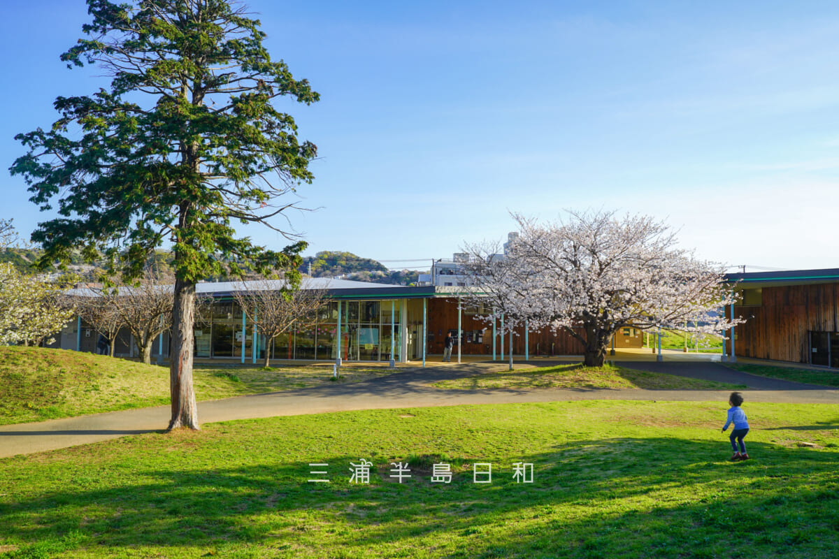 第一運動公園・体験学習施設スマイル前の広場と桜（撮影日：2026.04.03）