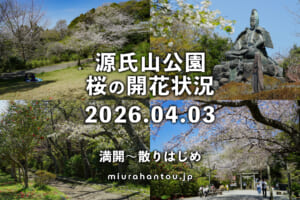 源氏山公園の桜・開花状況（撮影日：2026.04.03）