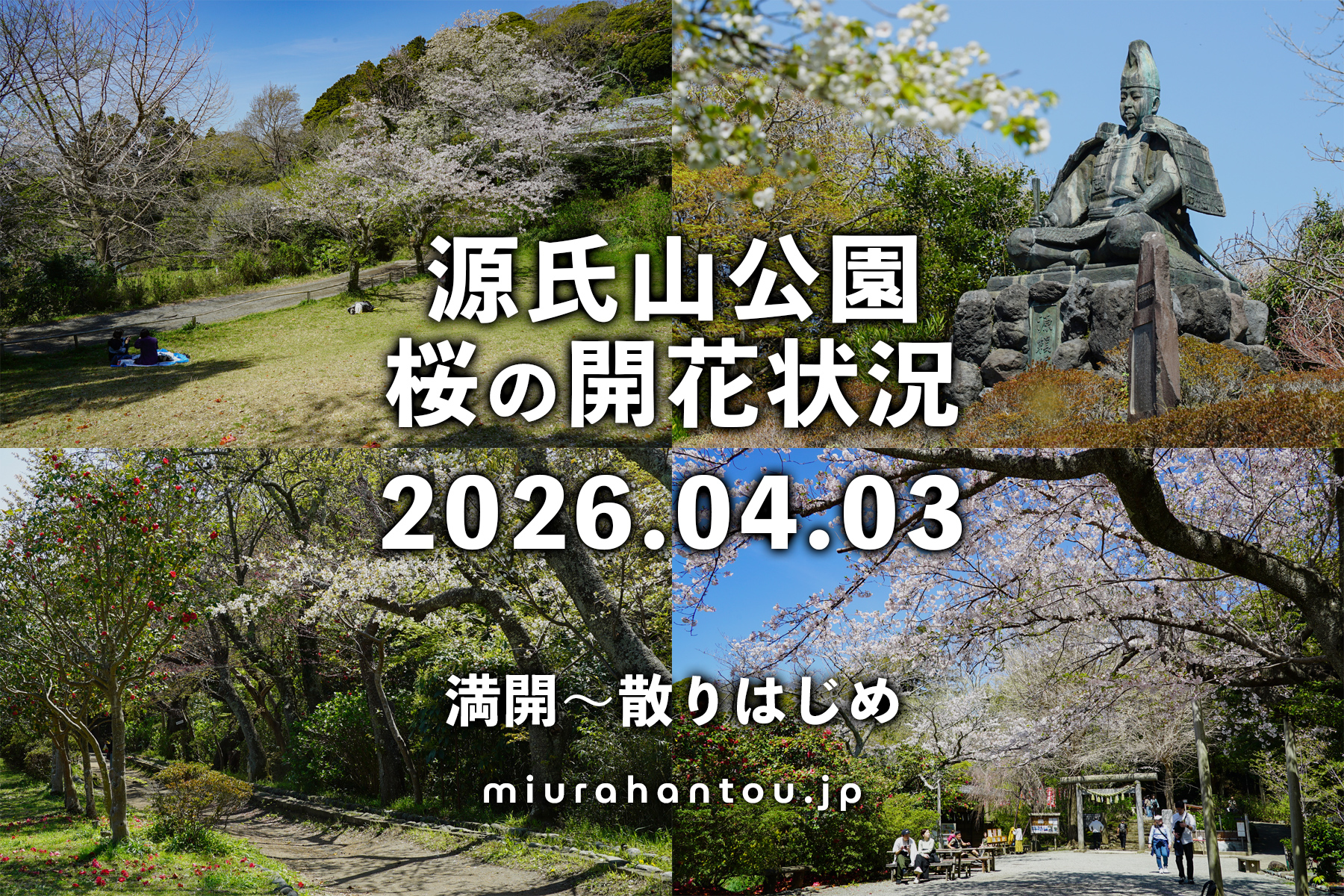 源氏山公園の桜・開花状況（撮影日：2026.04.03）