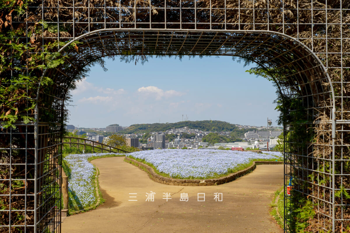 くりはま花の国-ハーブ園・ゲート越しの天空の花畑のネモフィラ（撮影日：2026.04.16）