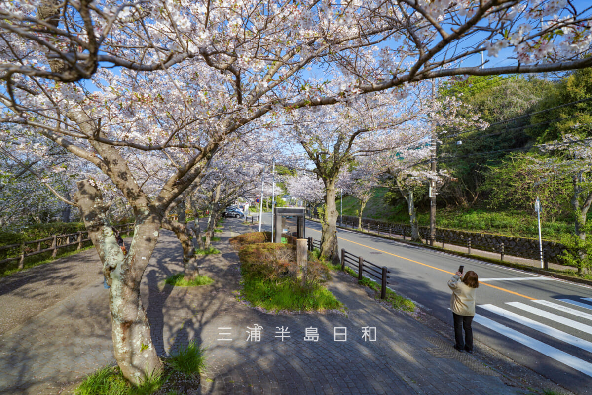 桜山中央公園前の桜並木(撮影日:2026.04.03)