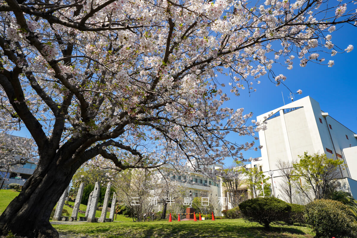 平和中央公園・博物館前広場のソメイヨシノ（撮影日：2026.04.08）