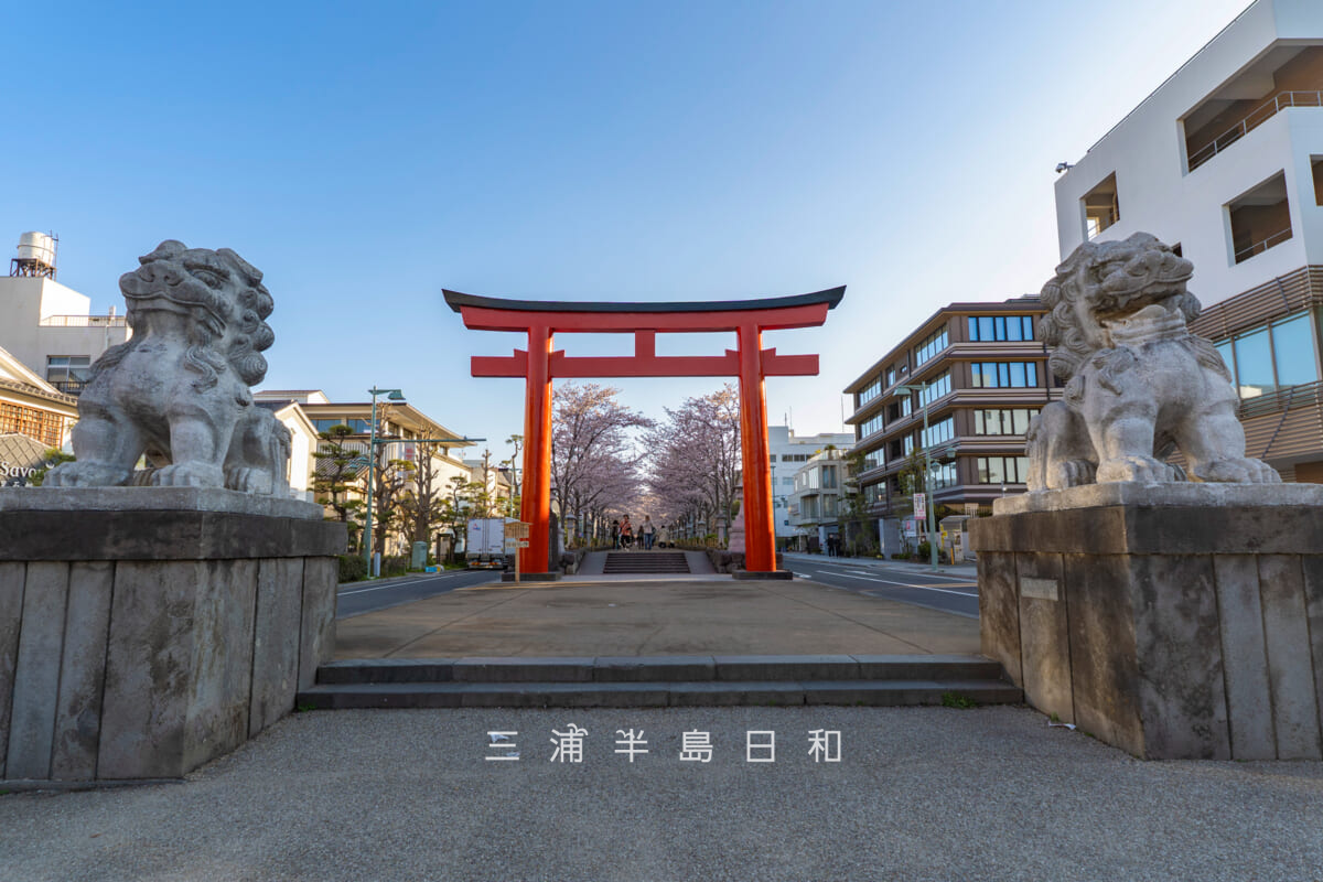 鶴岡八幡宮-若宮大路・早朝の二の鳥居と段葛の桜並木(撮影日:2026.04.03)